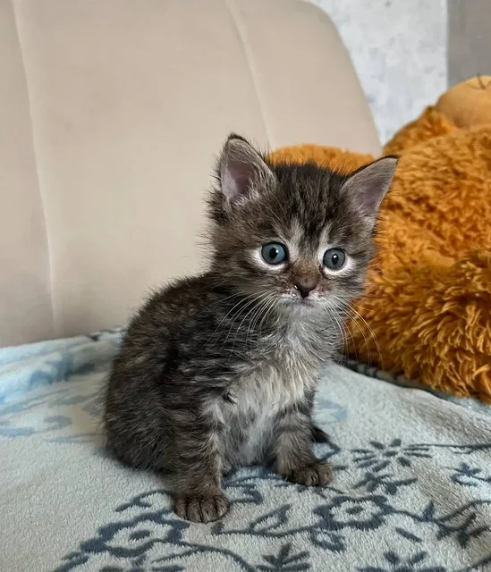 Миленькие котята ищут дом - частное объявление в Ставрополь