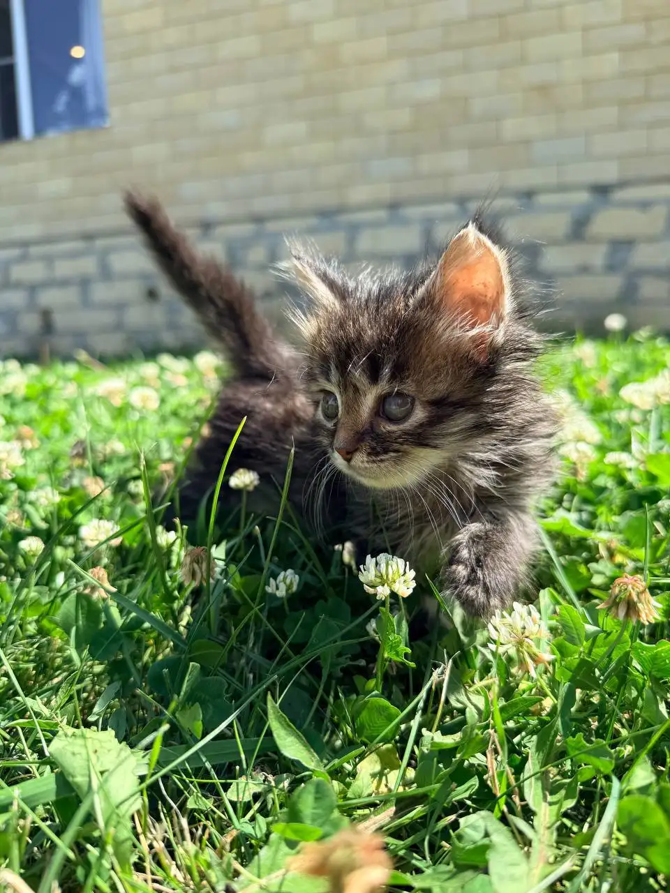 Миленькие котята ищут дом - Кошки (Животные) в Ставрополь