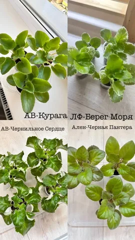 Продам детки фиалок, сорта на фото - частное объявление в Ставрополь