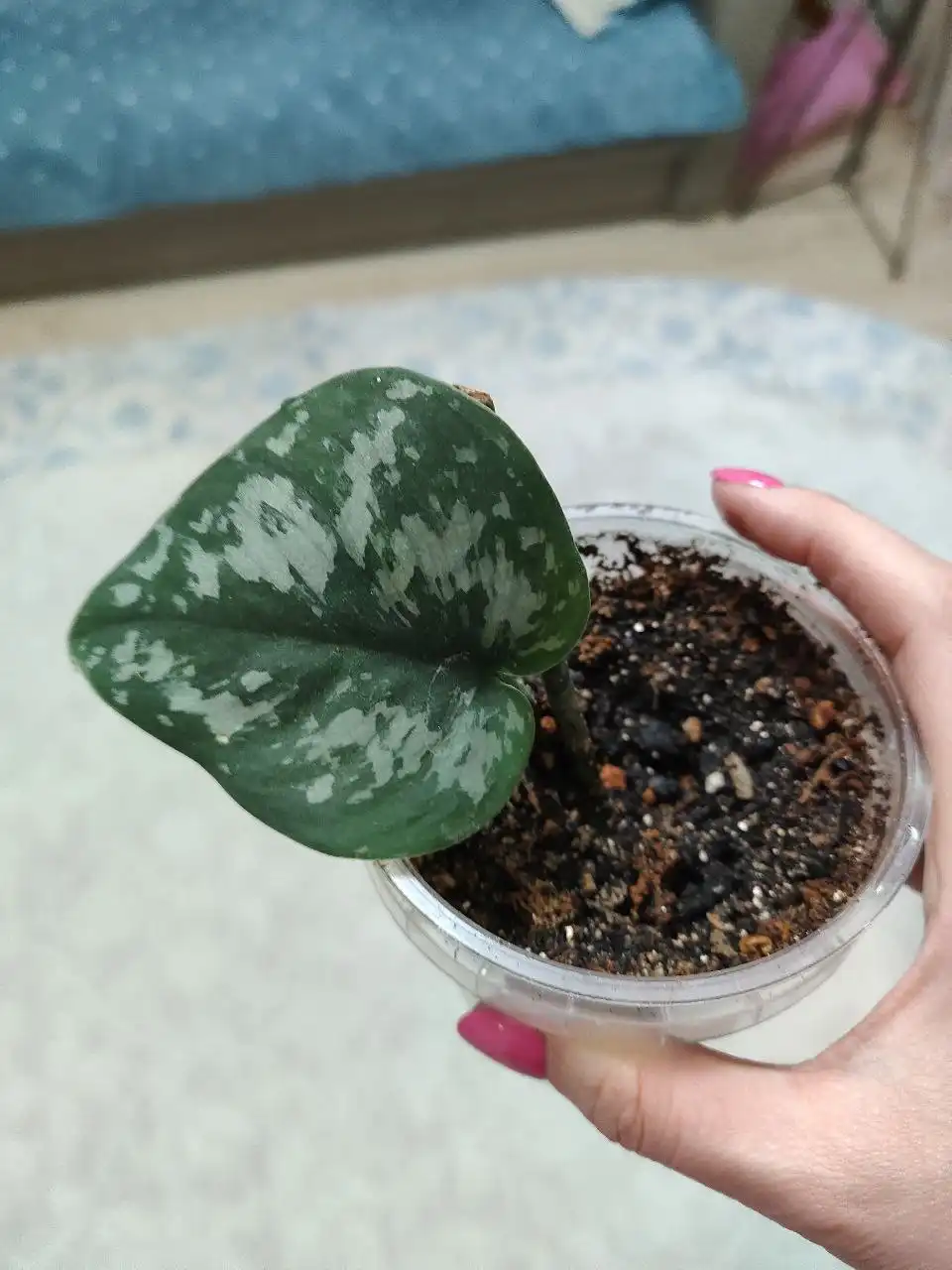 Черенок укоренный Эрипремнум