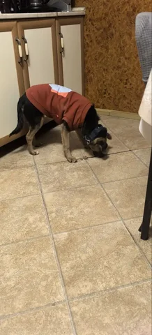 Найдена собака в Купавне - частное объявление в Купавна