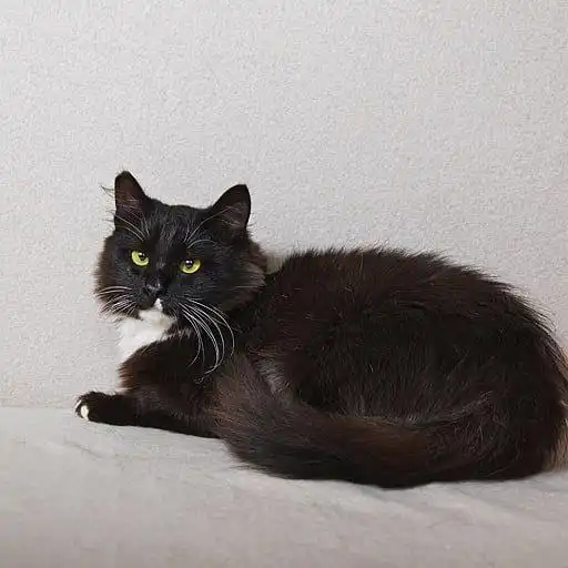 Кошечка Анфиса ищет дом