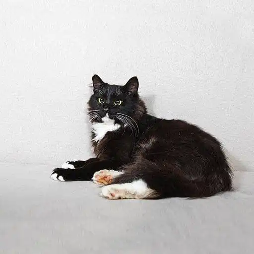 Кошечка Анфиса ищет дом