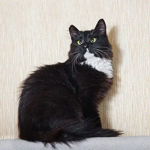 Кошечка Анфиса ищет дом