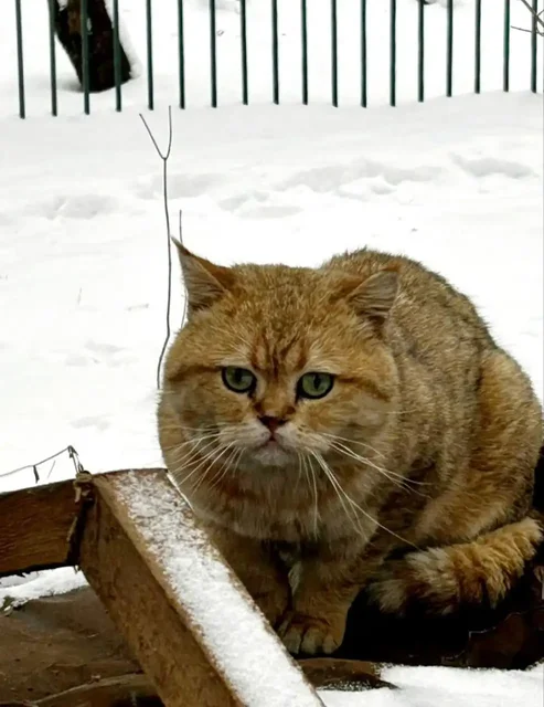 Потерянный кот в Балашихе - частное объявление в Балашиха