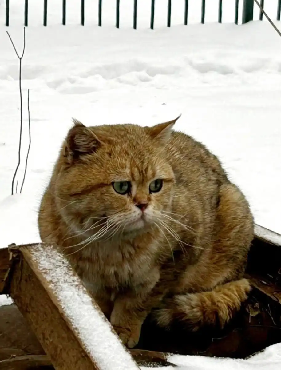 Потерянный кот в Балашихе