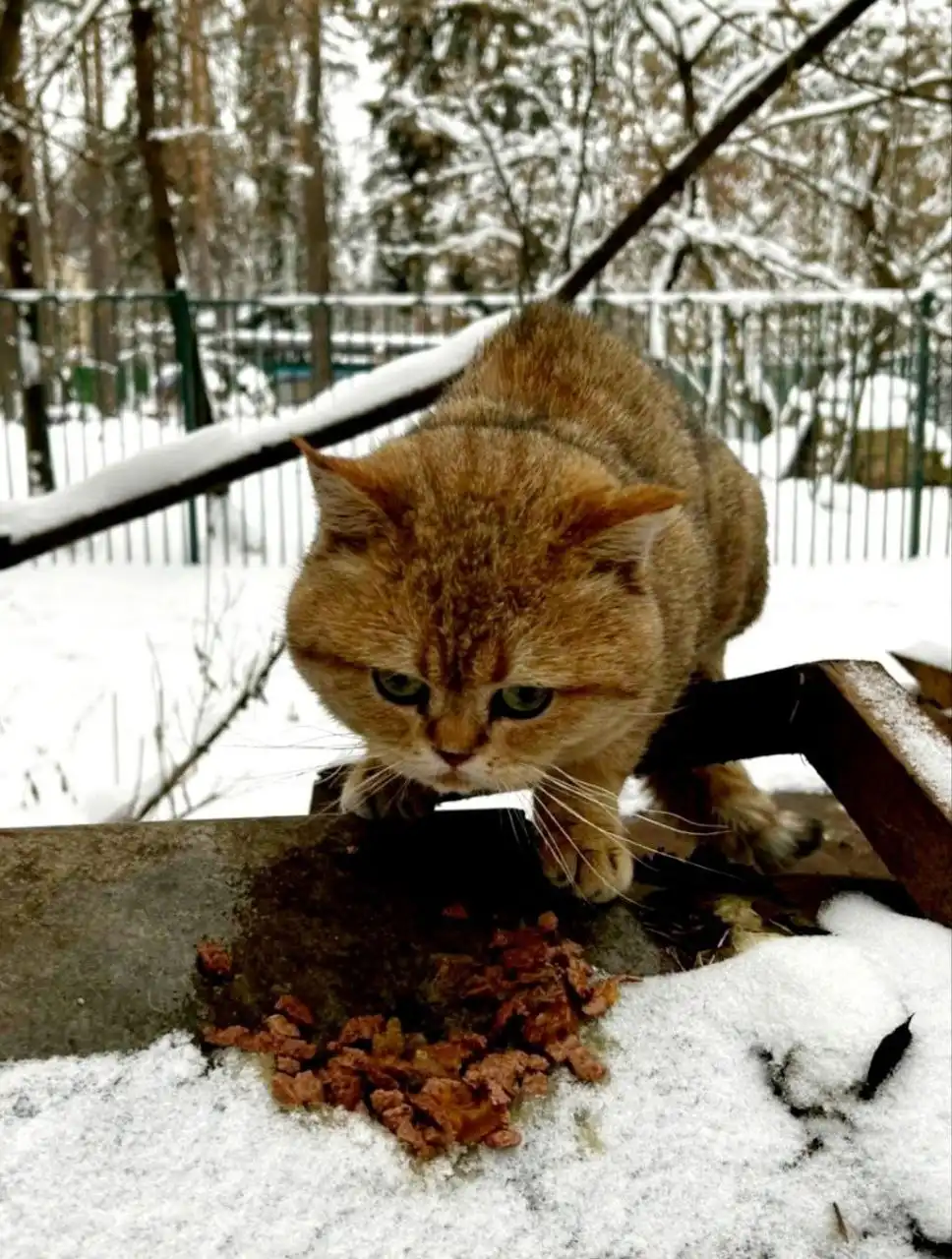 Потерянный кот в Балашихе