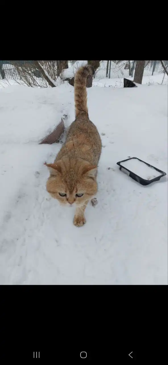 Потерянный кот в Балашихе
