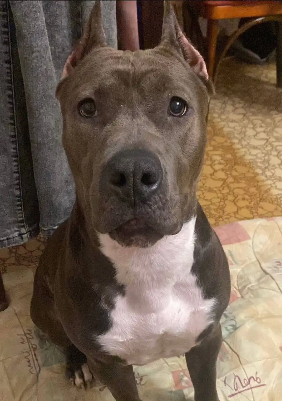 Найдена собака Американский Стаффордширский терьер в Балашихе - Собаки (Животные) в Балашиха