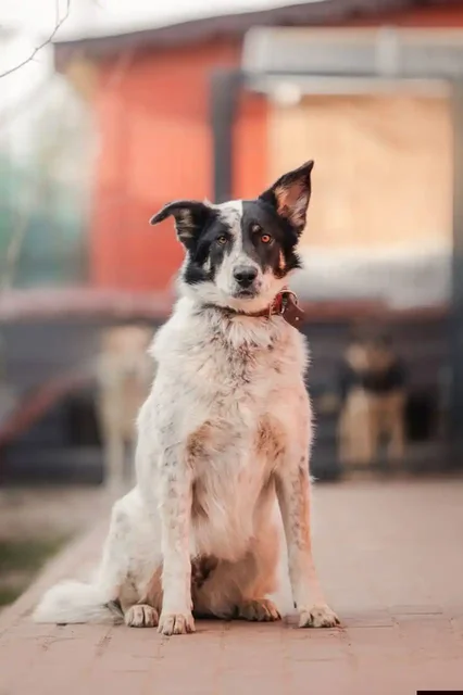 Дополнительный раунд голосования Гав-Мордочка Фонда - Аренда квартир в Балашиха