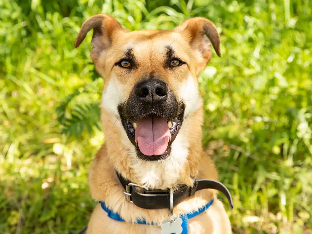 Дополнительный раунд голосования Гав-Мордочка Фонда - Услуги в Балашиха