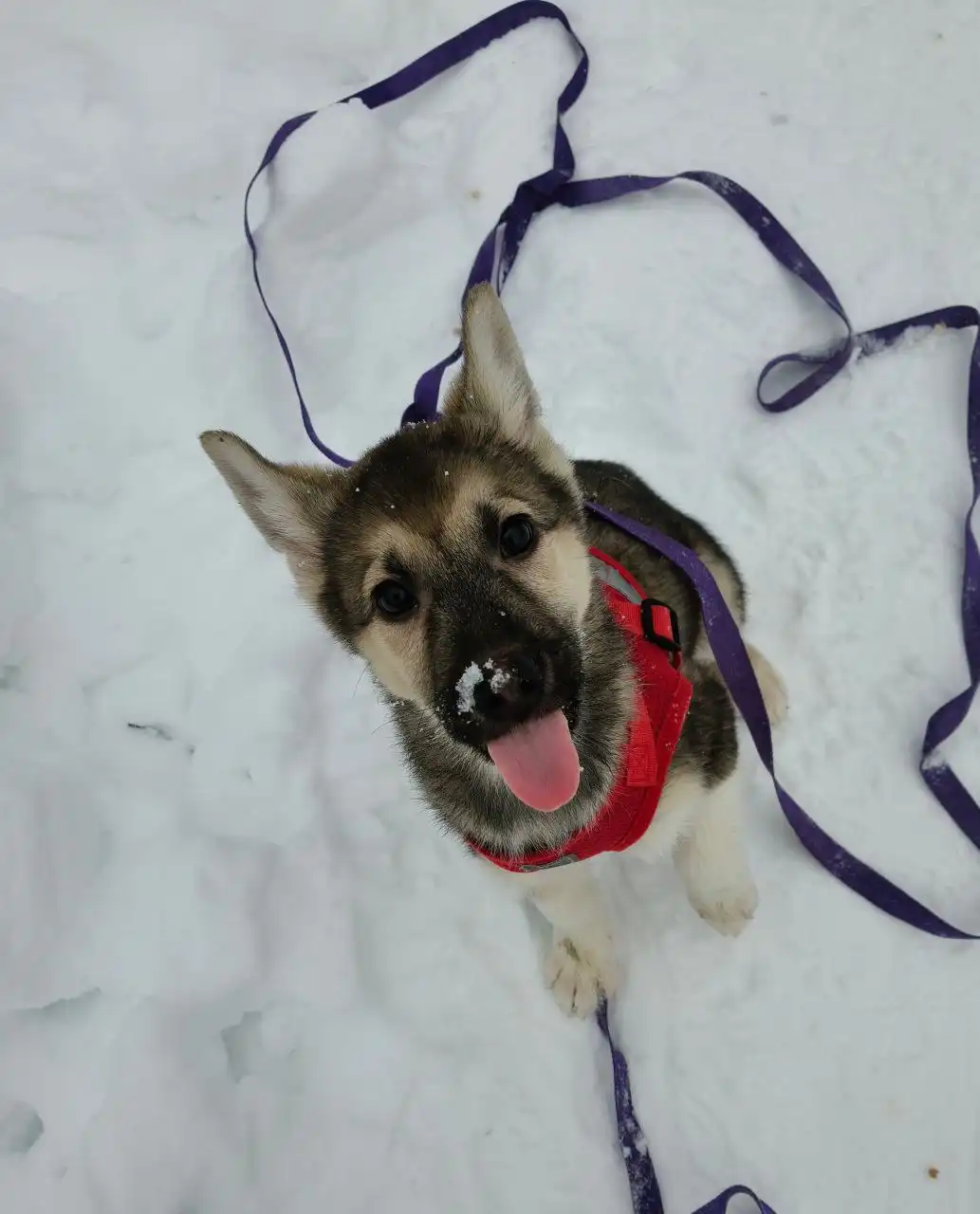 Щенок Гриня ищет семью в Балашихе - Собаки (Животные) в Балашиха
