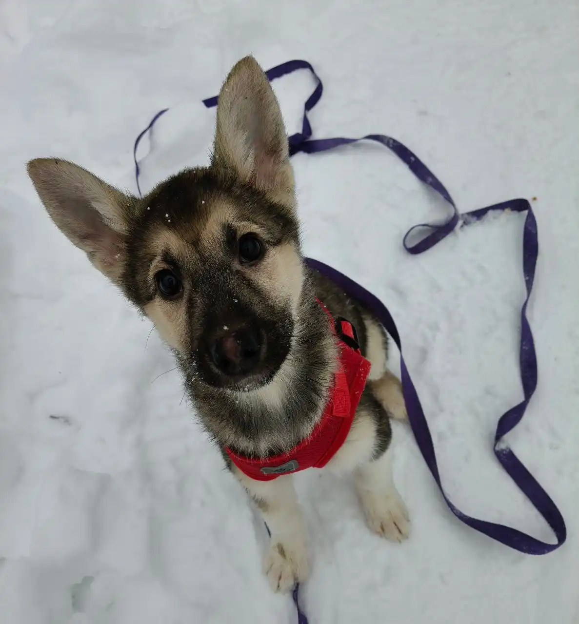 Щенок Гриня ищет семью в Балашихе - Собаки (Животные) в Балашиха