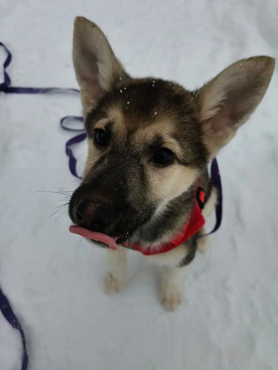 Щенок Гриня ищет семью в Балашихе - Собаки (Животные) в Балашиха