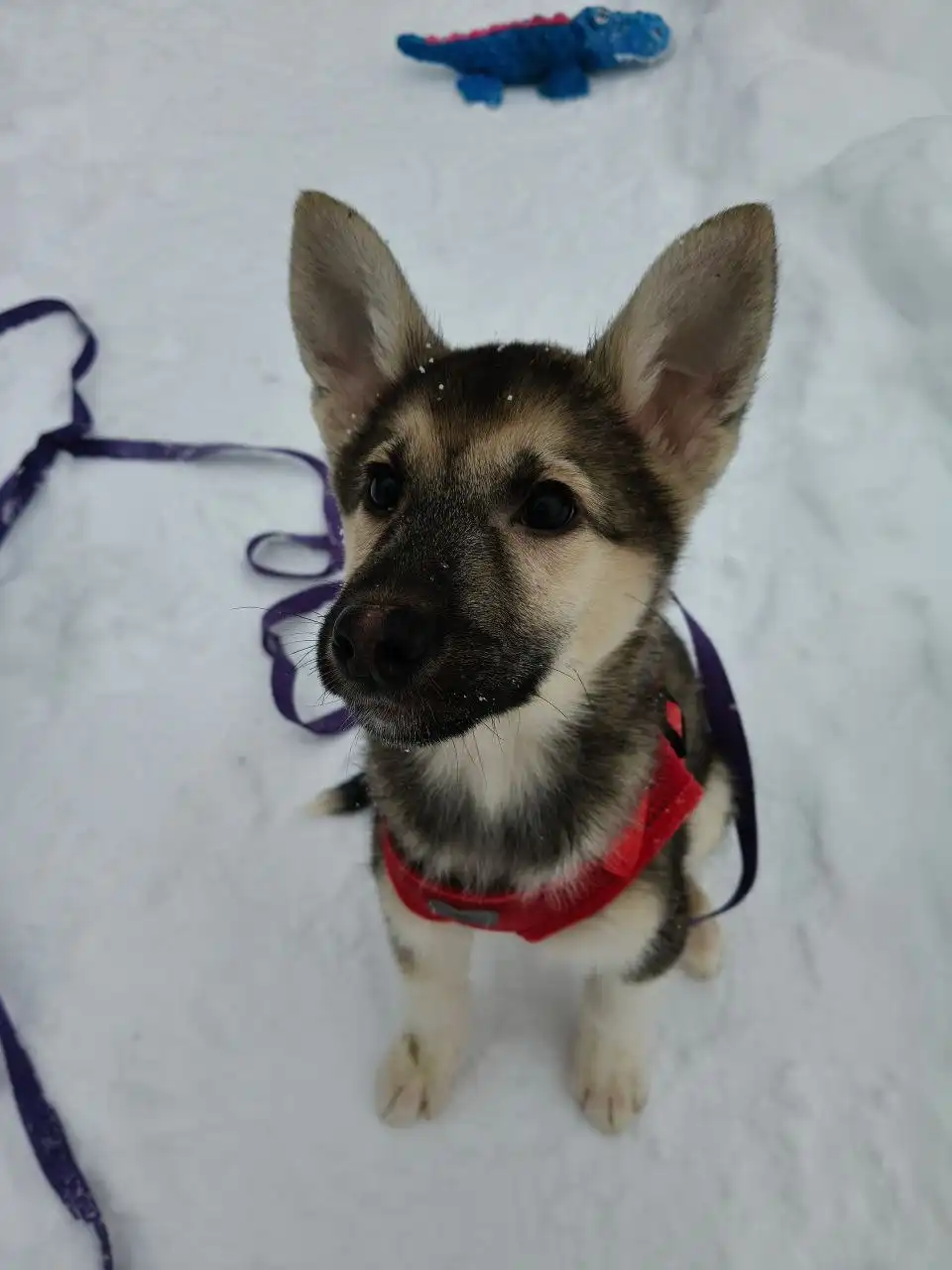 Щенок Гриня ищет семью в Балашихе - Собаки (Животные) в Балашиха