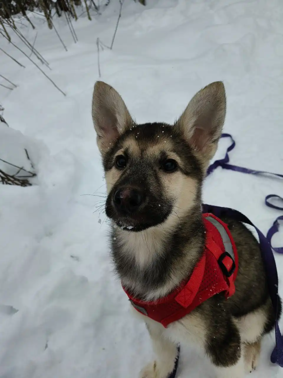 Щенок Гриня ищет семью в Балашихе - Собаки (Животные) в Балашиха
