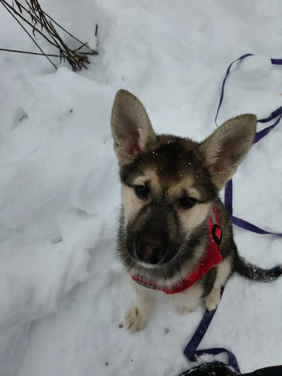 Щенок Гриня ищет семью в Балашихе - Собаки (Животные) в Балашиха
