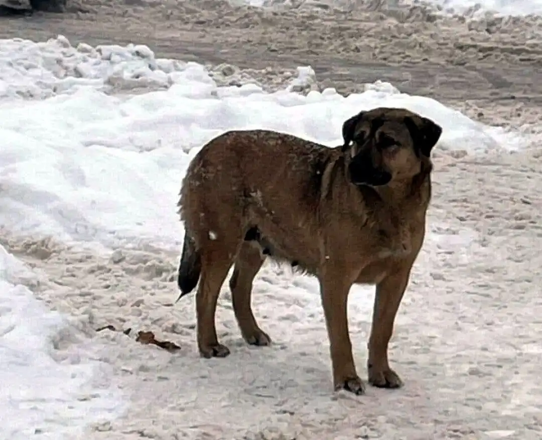 Поиск потерявшейся собаки в Балашихе - Собаки (Животные) в Балашиха