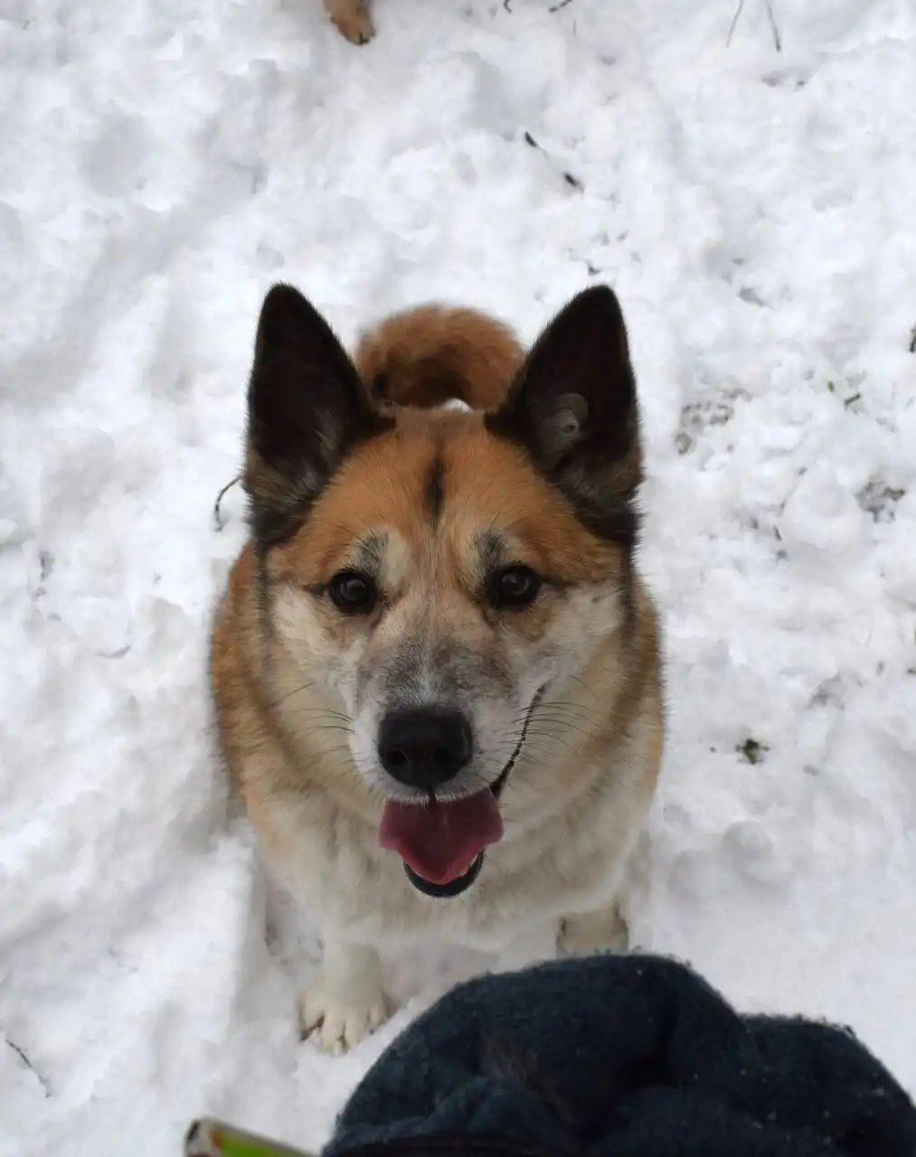 Собака Челси ищет дом в Балашихе - Собаки (Животные) в Балашиха
