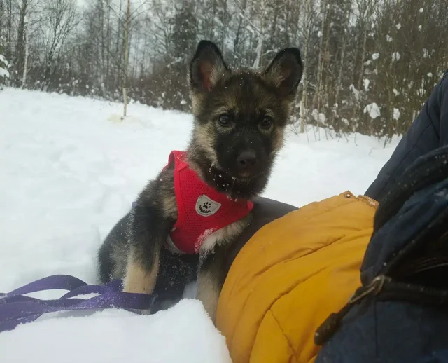 Ищет дом нежная ласковая кошка Алиса 2,5 месяца - Кошки в Балашиха
