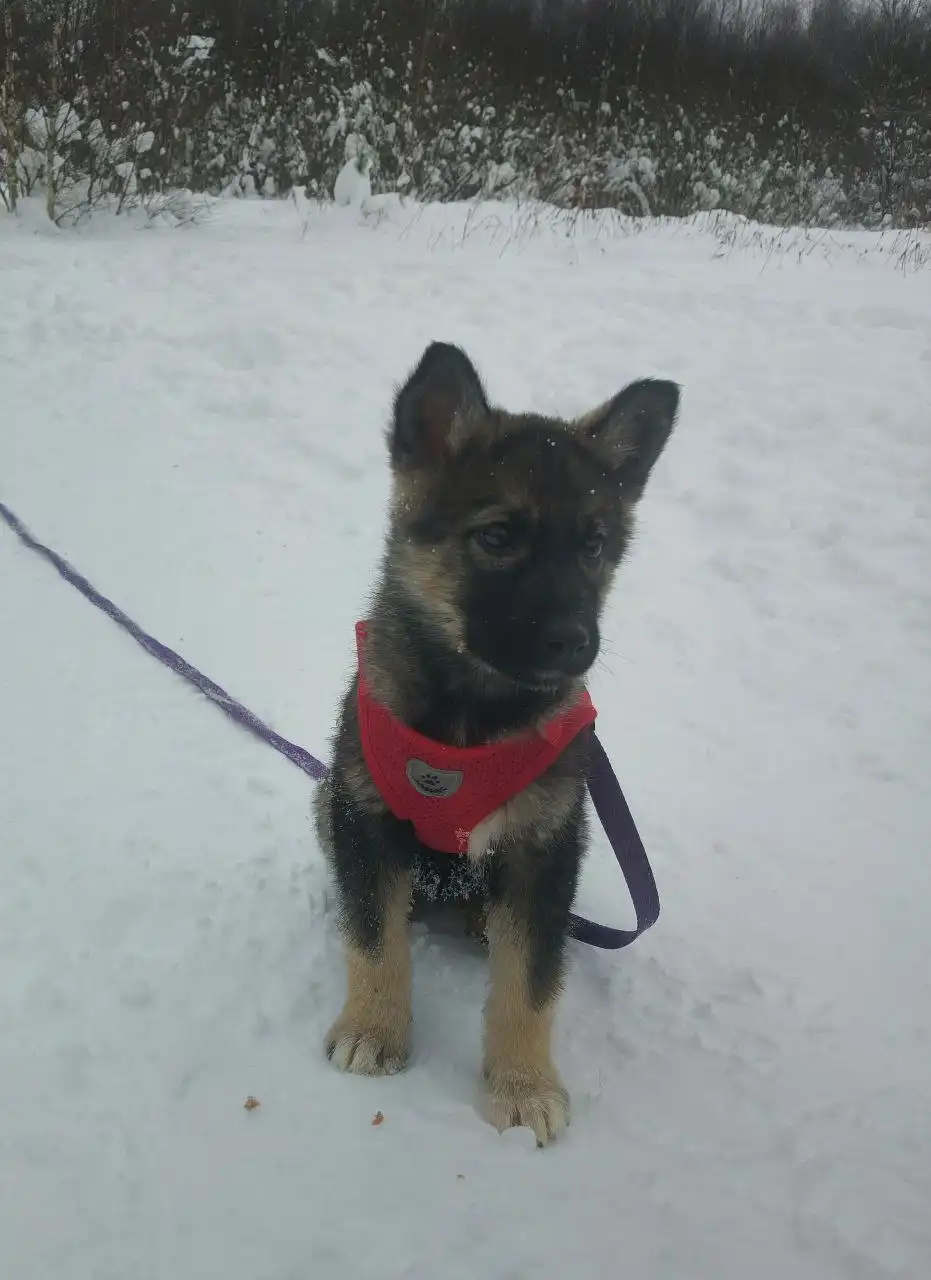 Ищет дом нежная ласковая кошка Алиса 2,5 месяца - Кошки (Животные) в Балашиха