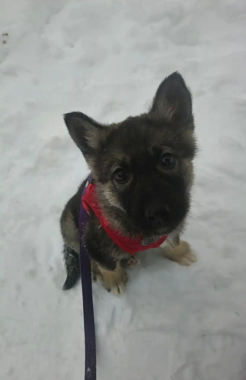 Ищет дом нежная ласковая кошка Алиса 2,5 месяца - Кошки (Животные) в Балашиха