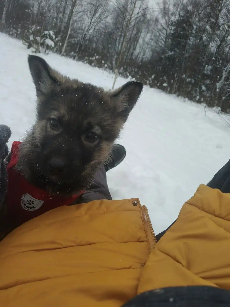 Ищет дом нежная ласковая кошка Алиса 2,5 месяца - Кошки (Животные) в Балашиха