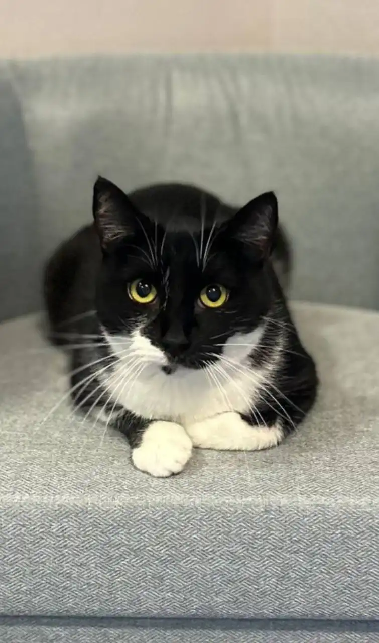 Кот Зукко ищет дом - Кошки (Животные) в Балашиха