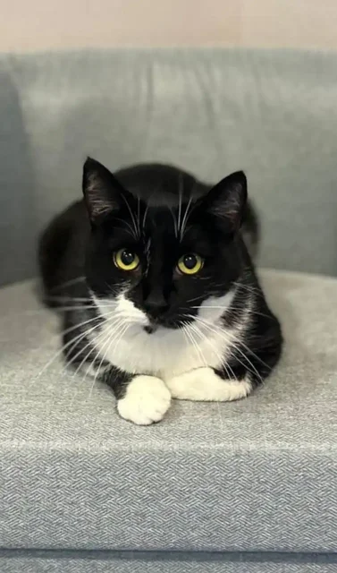 Кот Зукко ищет дом - частное объявление в Балашиха