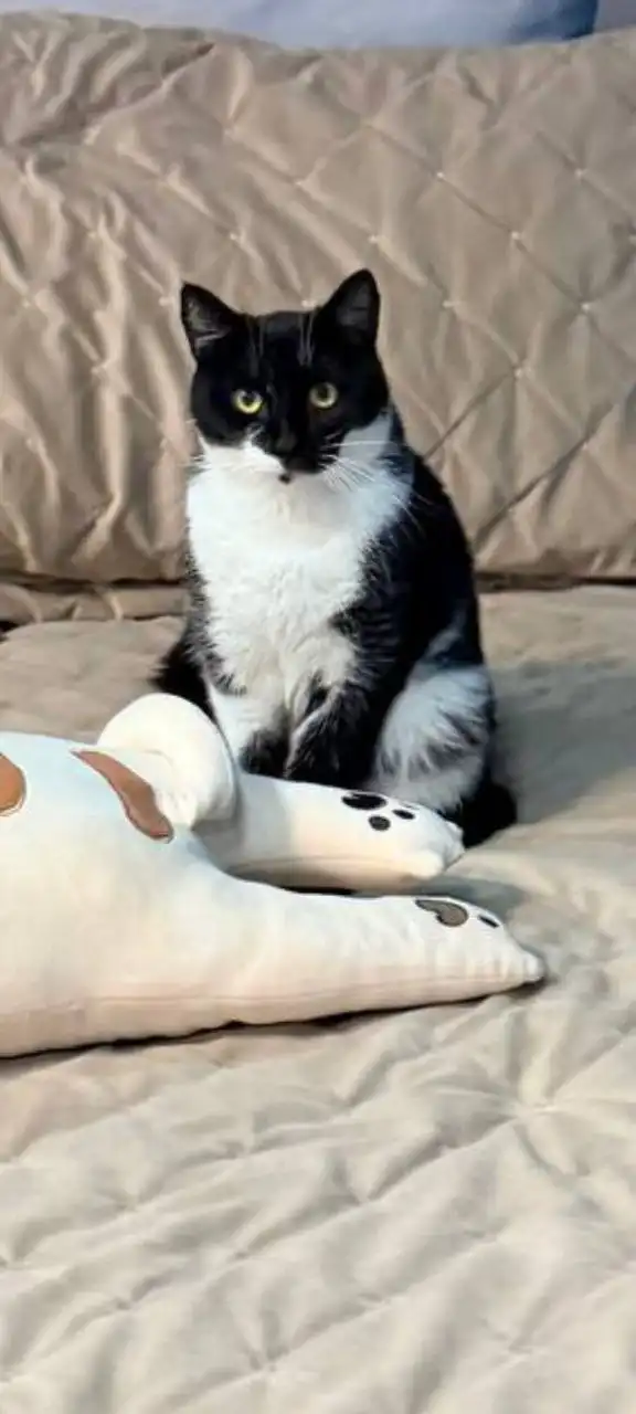 Кот Зукко ищет дом - Кошки (Животные) в Балашиха