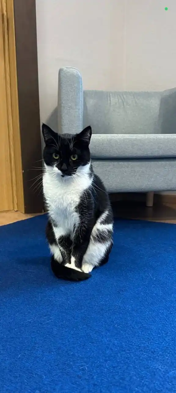 Кот Зукко ищет дом - Кошки (Животные) в Балашиха