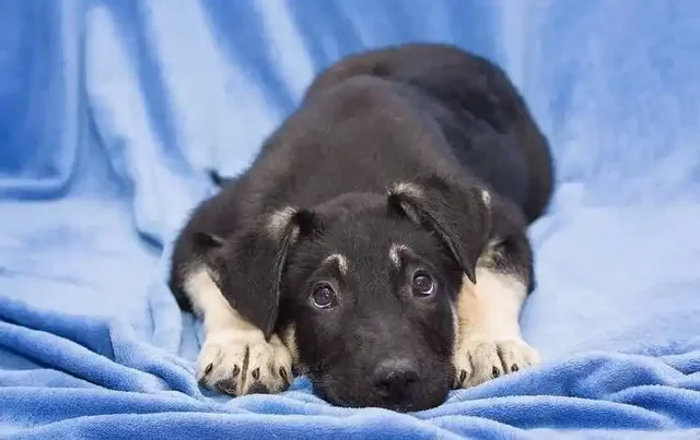 Щенок Снупик ищет дом - Кошки в Балашиха