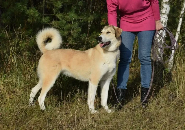 Собака Рюша ищет семью - Животные в Балашиха
