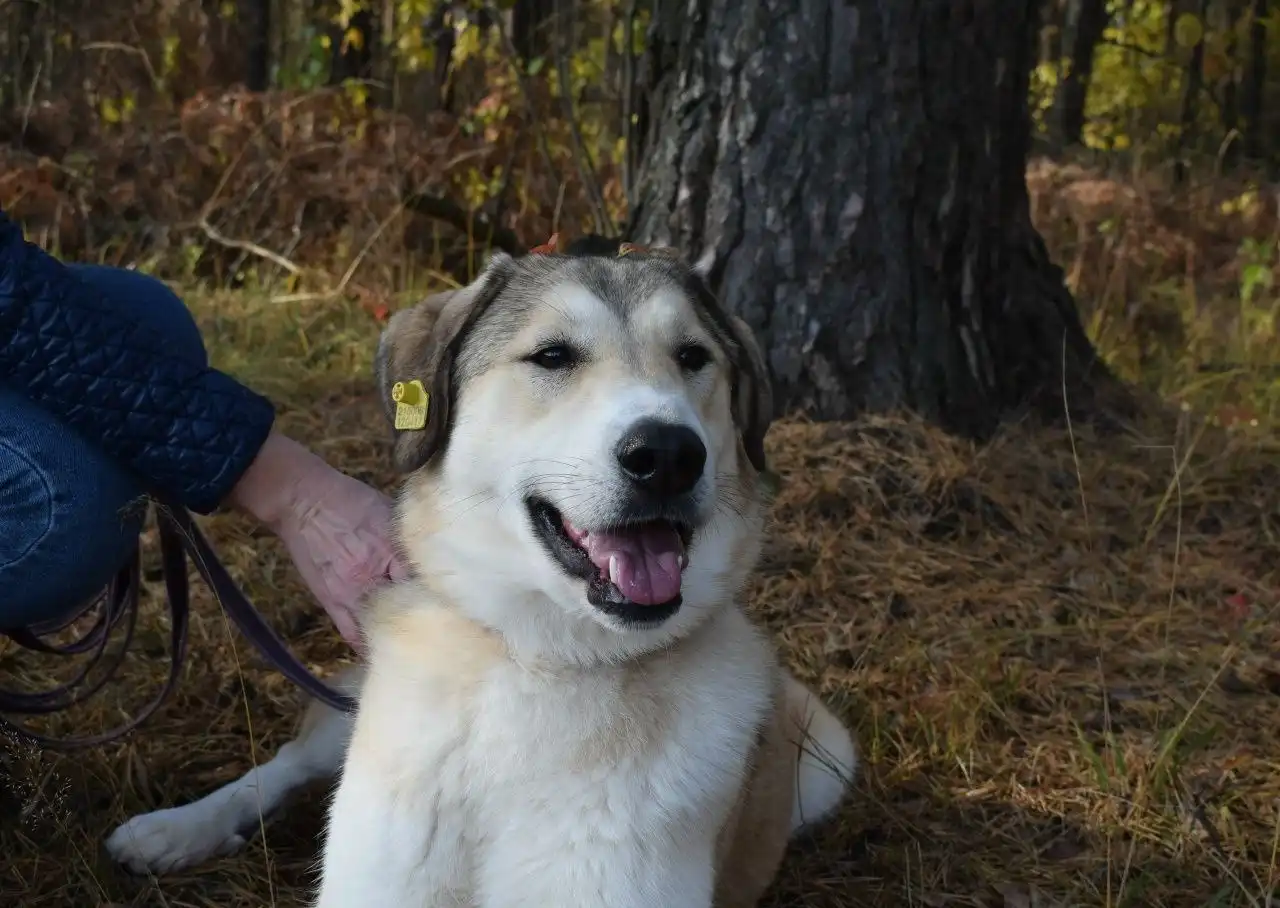 Собака Рюша ищет семью - Собаки (Животные) в Балашиха