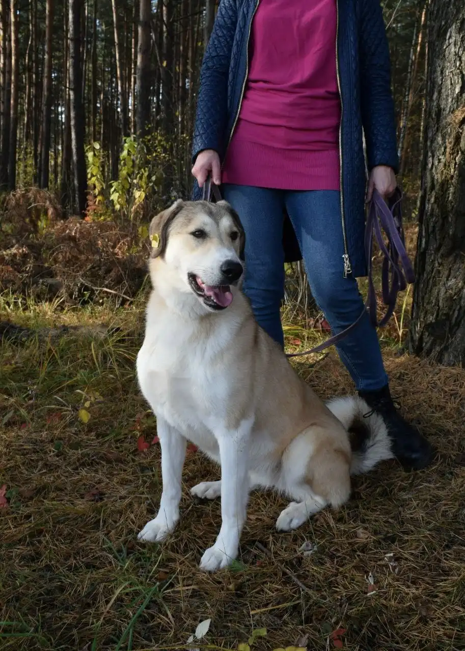 Собака Рюша ищет семью - Собаки (Животные) в Балашиха