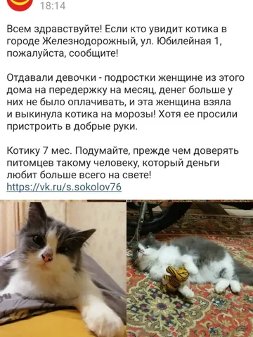 Ищем котика подростка в Железнодорожном - частное объявление в Железнодорожный