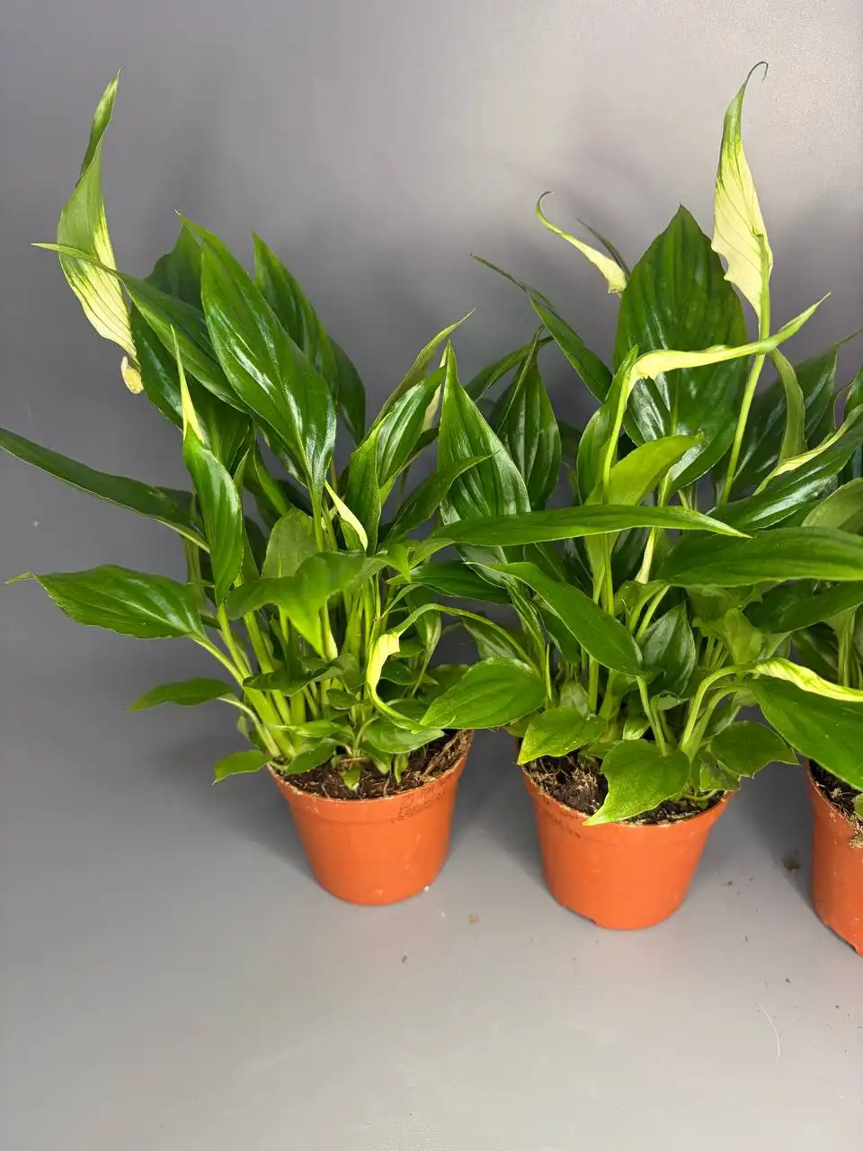 Продам спатифиллум - Растения (Хобби и отдых) в Балашиха