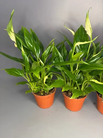 Продам спатифиллум - Хобби и отдых в Балашиха