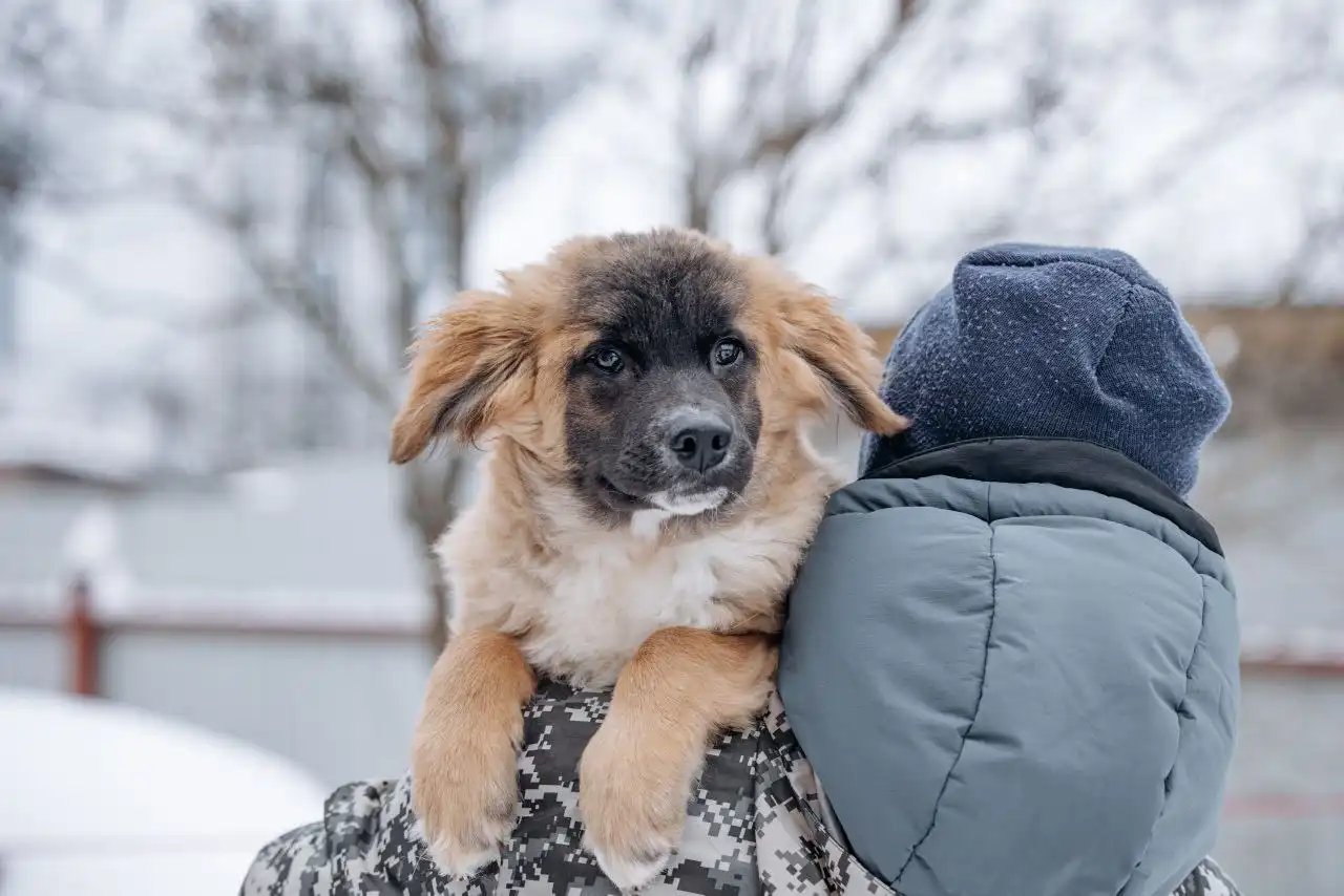 Ищет дом очаровательный малыш Пух - Животные в Балашиха
