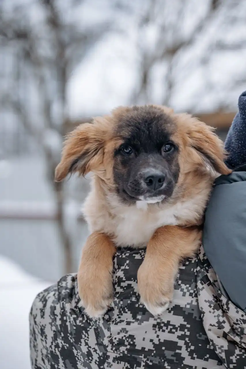 Ищет дом очаровательный малыш Пух - Животные в Балашиха