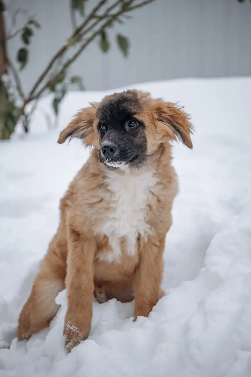 Ищет дом очаровательный малыш Пух - Животные в Балашиха