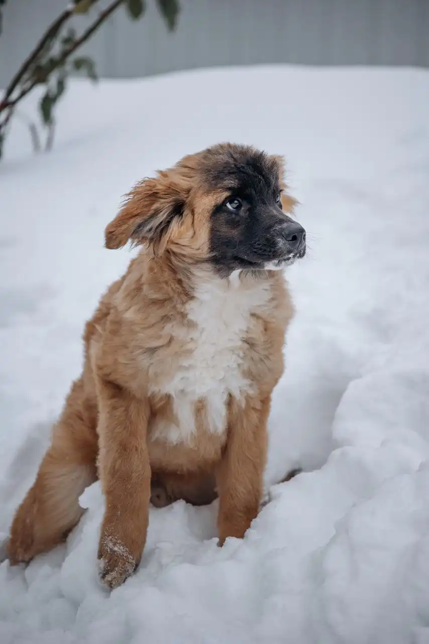 Ищет дом очаровательный малыш Пух - Животные в Балашиха