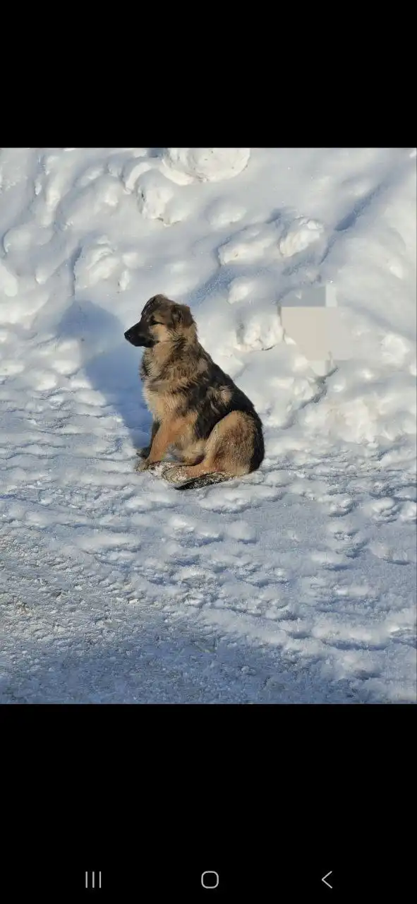 Поиск дома для спасенной девочки-щенка - Собаки (Животные) в Балашиха
