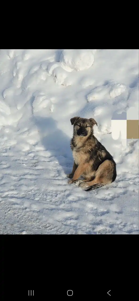 Поиск дома для спасенной девочки-щенка - Собаки (Животные) в Балашиха