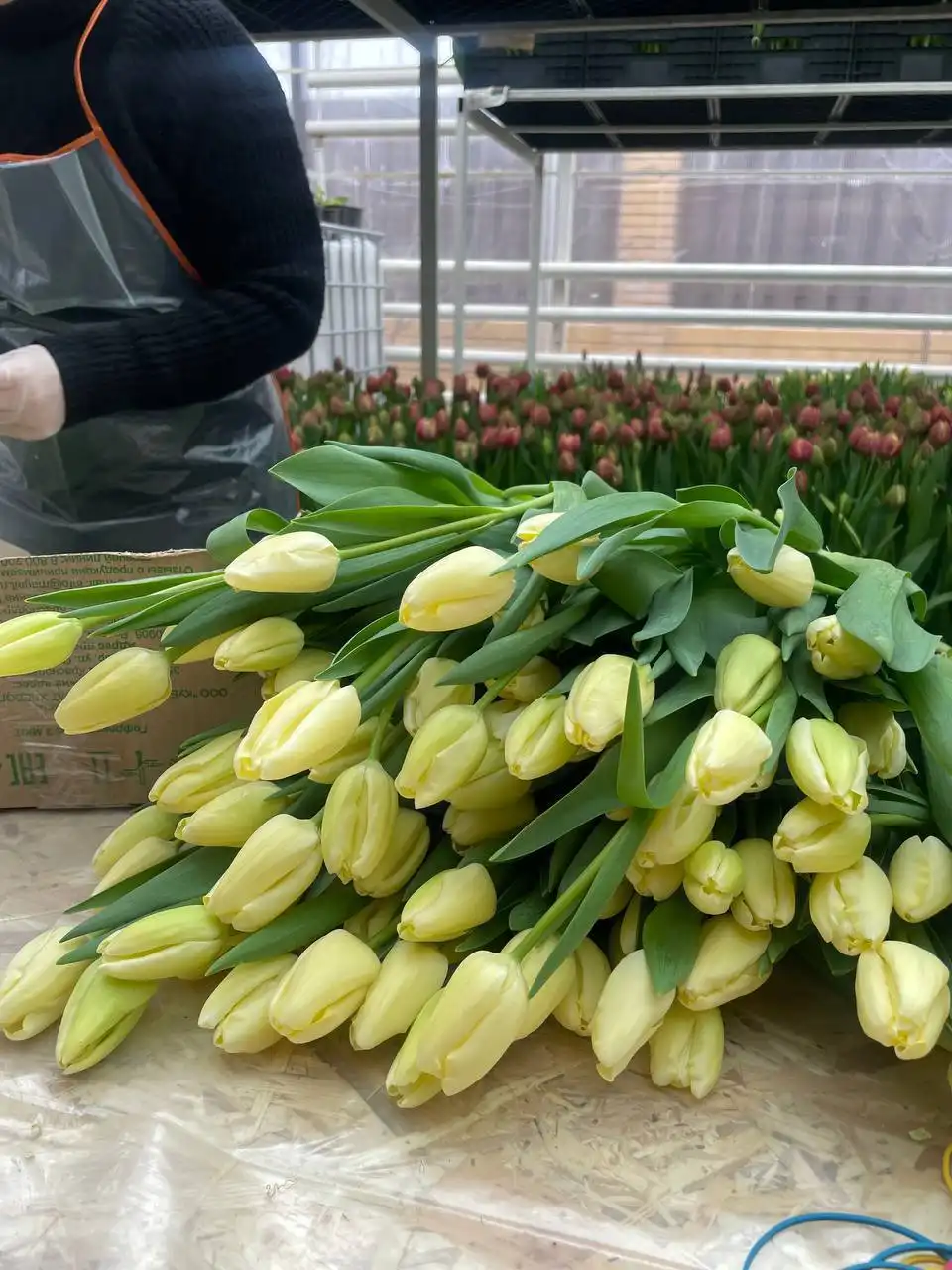 Заявки на срез тюльпана сезона 2026