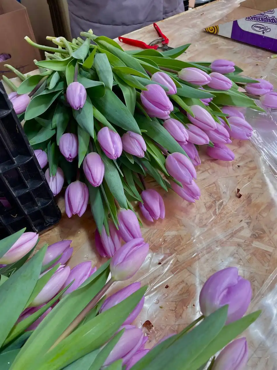 Заявки на срез тюльпана сезона 2026