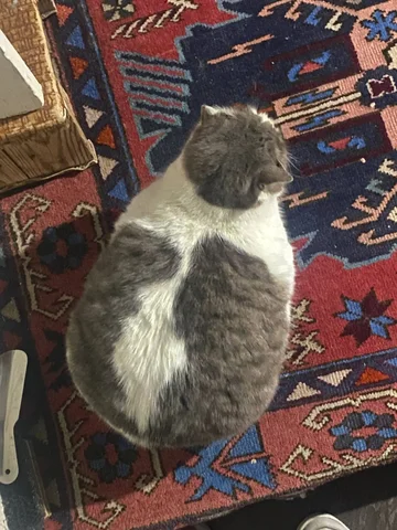 Продажа весов электронных - Электроника для дома в Махачкала