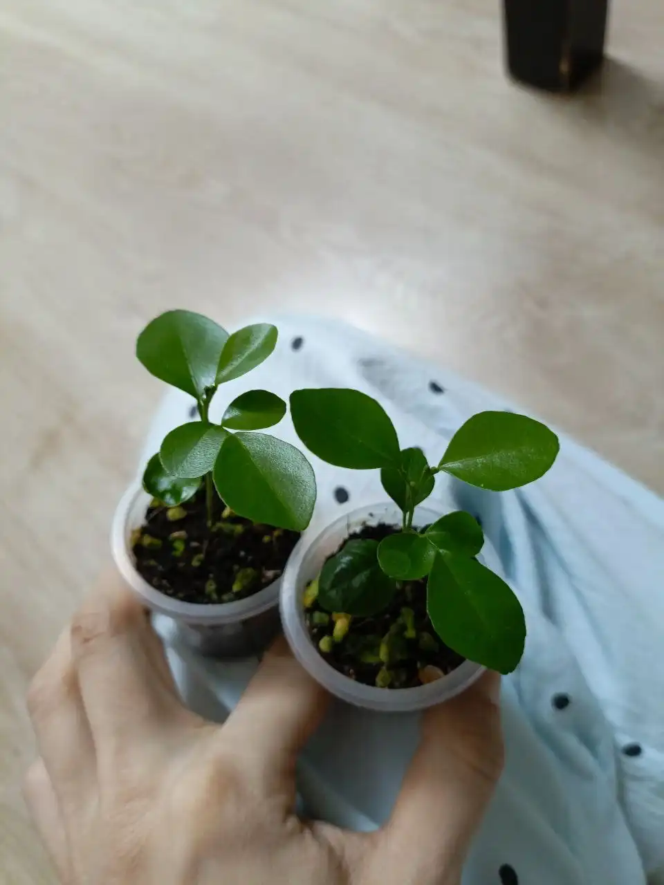 Растения мураши для обмена в Москве