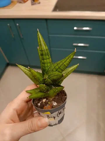 Растение для обмена в Москве - частное объявление в Москва