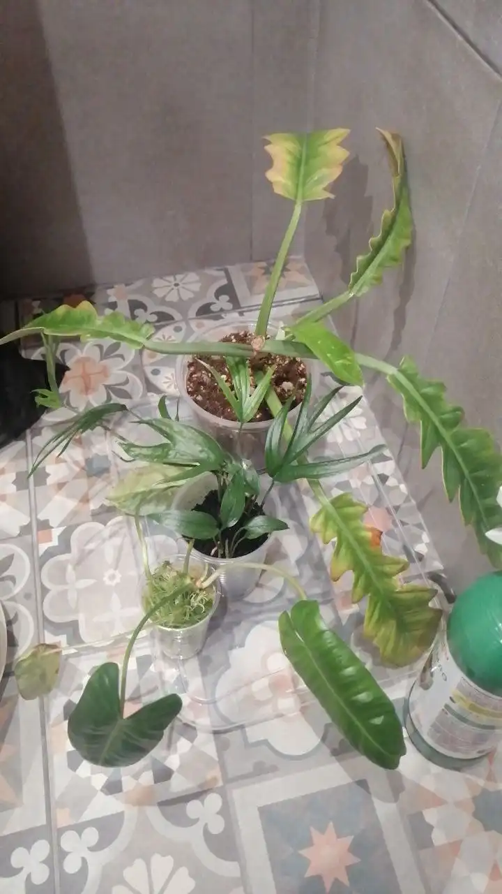 Обмен растениями в Москве